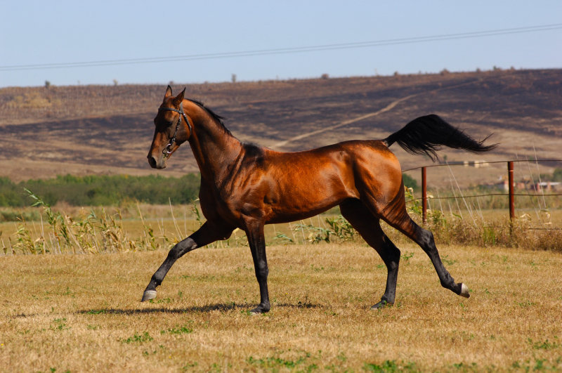 http://westernhorse.ru/images/porody/Ahaltekinec/548933_horses.jpg