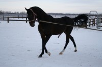 Akhal-Teke