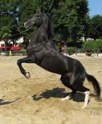 Akhal-Teke