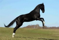 Akhal-Teke