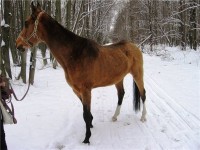 Akhal-Teke