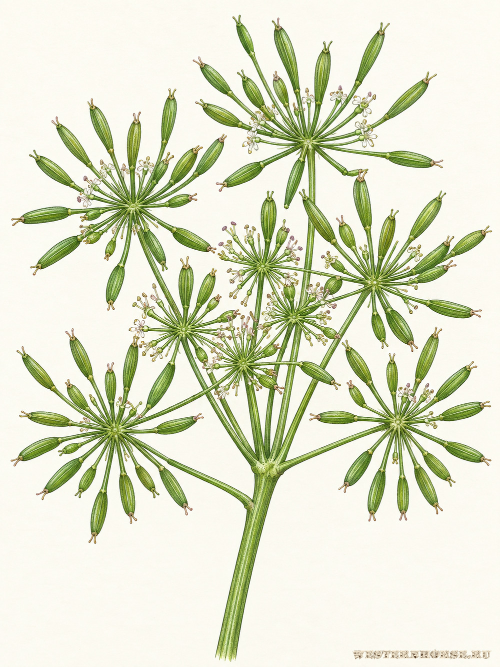 Иллюстрация: Бутень одуряющий (Chaerophyllum temulum L.) — зелёные плоды крупным планом