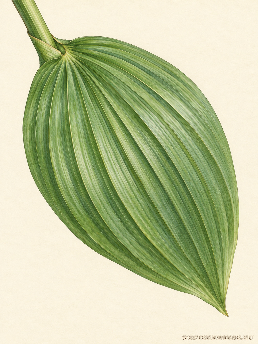 Иллюстрация: Чемерица Лобеля (Veratrum lobelianum Bernh.) — складчатый лист