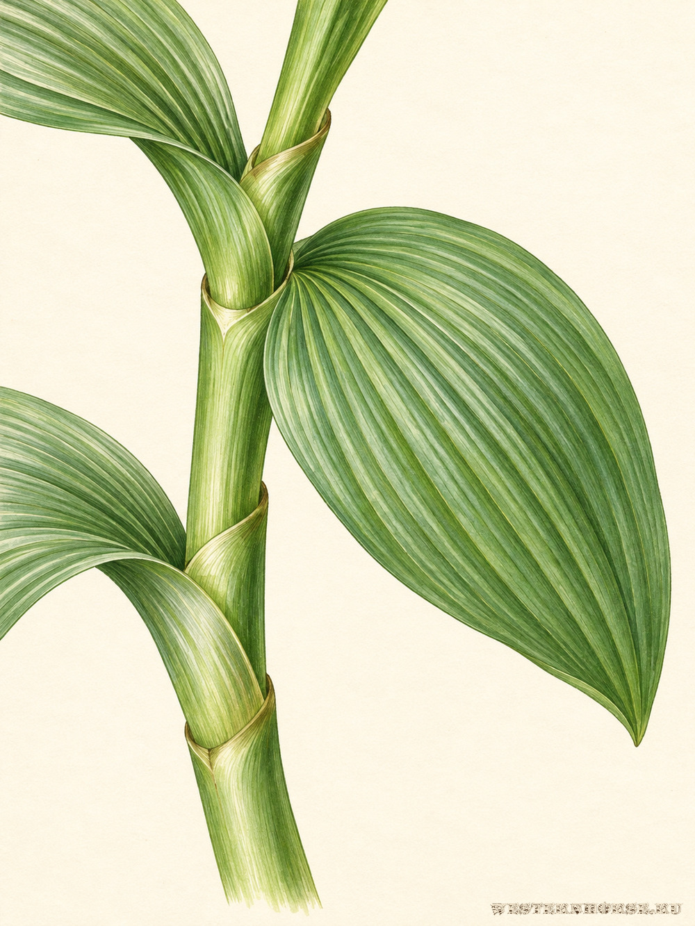 Иллюстрация: Чемерица Лобеля (Veratrum lobelianum Bernh.) — основания листьев на стебле