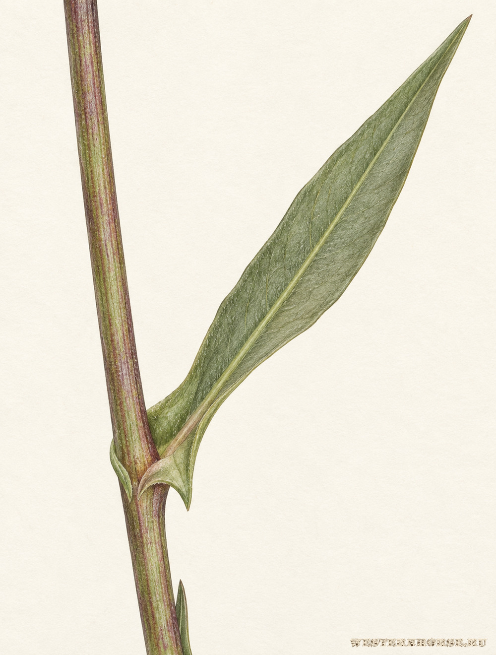 Иллюстрация: Гулявник ядовитый (Pseudoarabidopsis toxophylla) — стреловидное основание листа