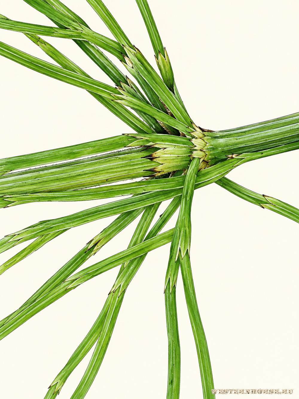 Иллюстрация: Хвощ полевой (Equisetum arvense L.) — узел и мутовка ветвей