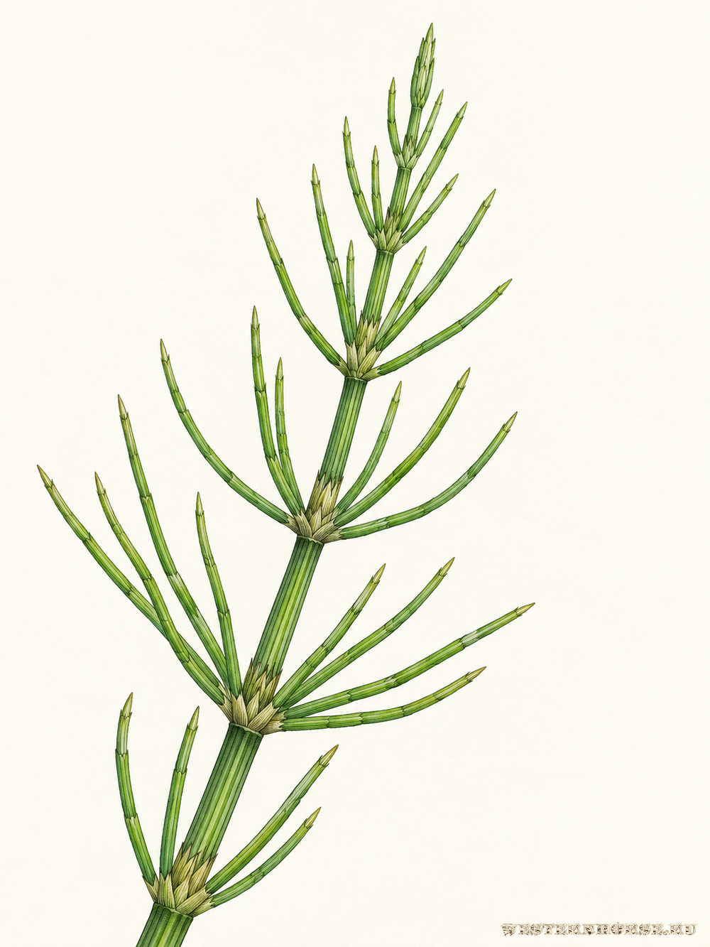 Иллюстрация: Хвощ полевой (Equisetum arvense L.) — верхушка летнего побега
