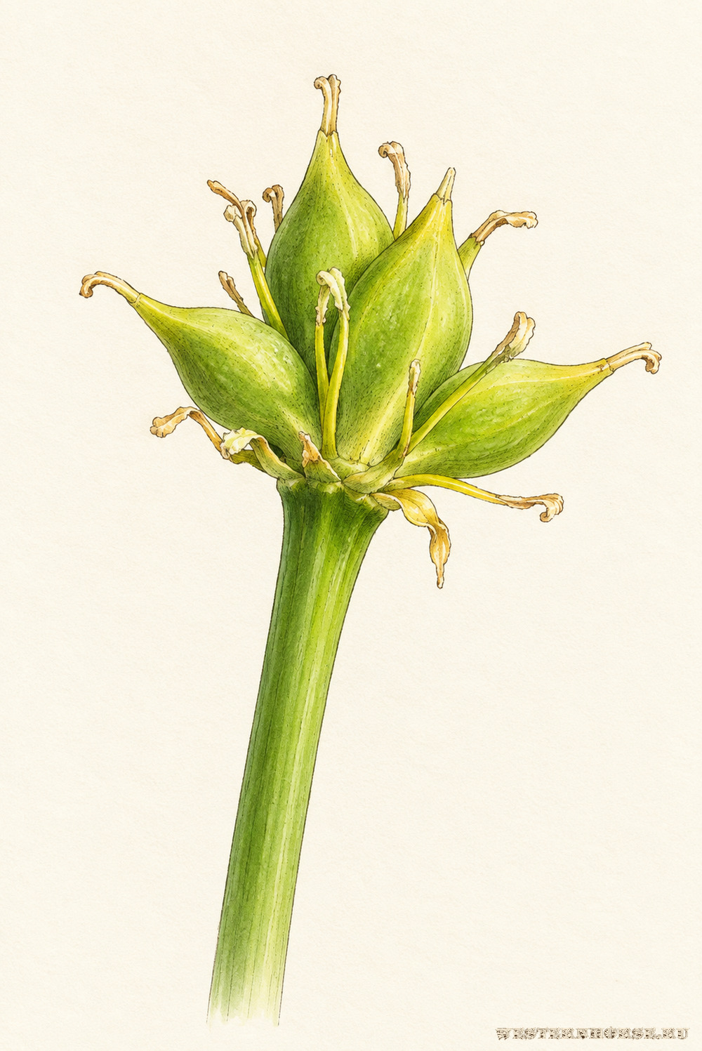 Иллюстрация: Калужница болотная (Caltha palustris L.) — зелёные плоды-листовки