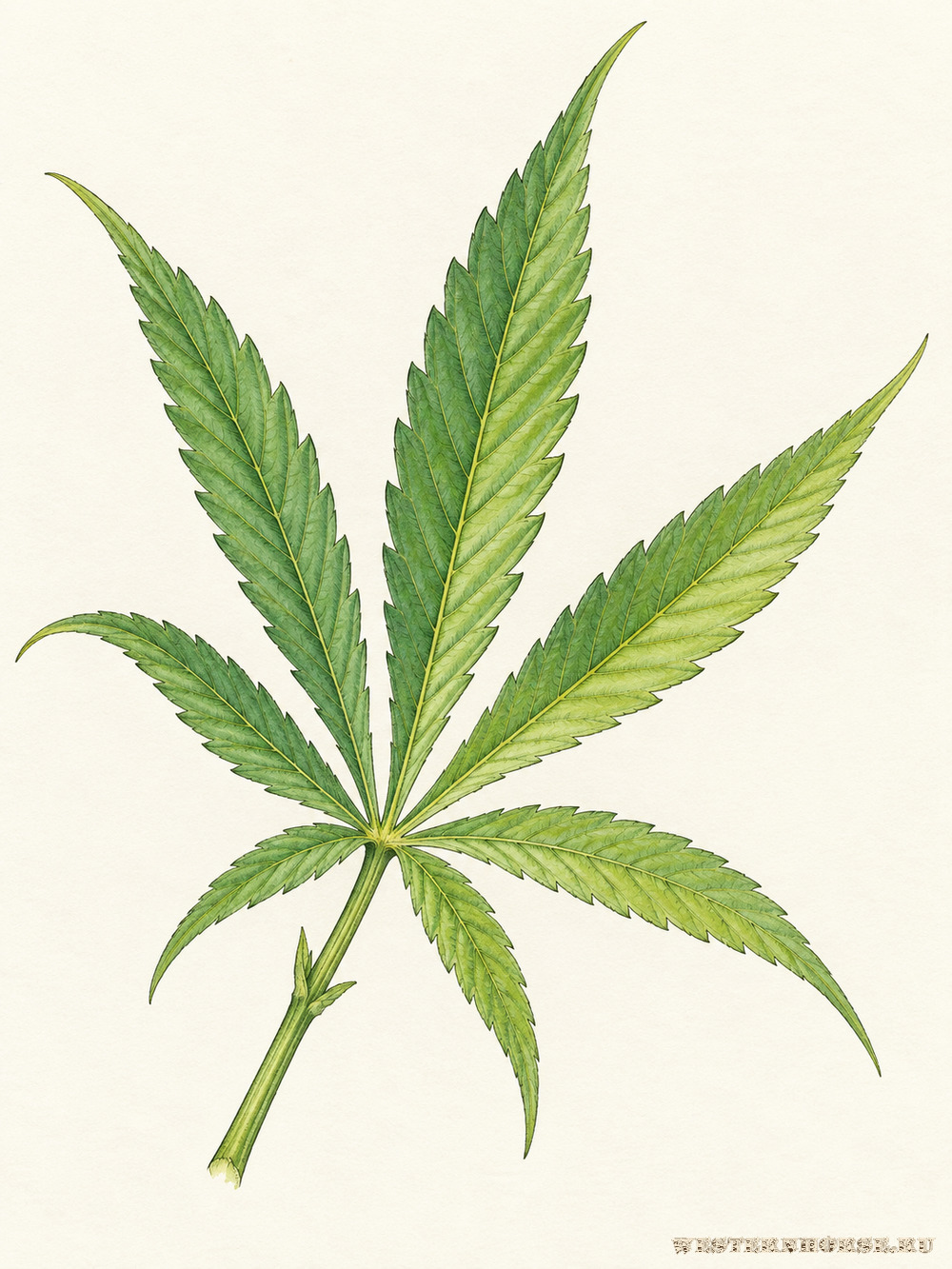Иллюстрация: Конопля посевная (Cannabis sativa L.) — пальчатосложный лист