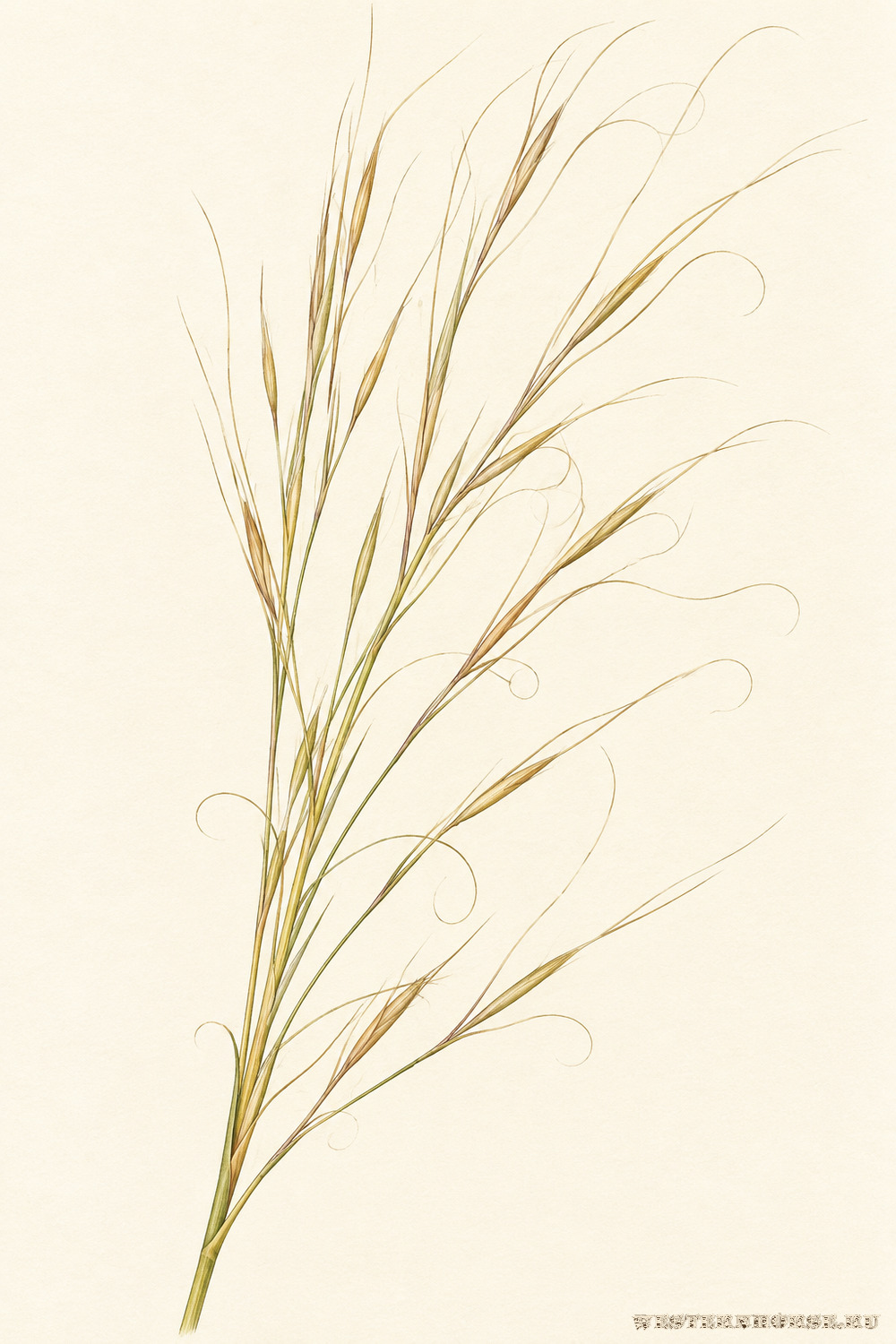 Иллюстрация: Ковыль волосатик (Stipa capillata L.) — созревающая метёлка