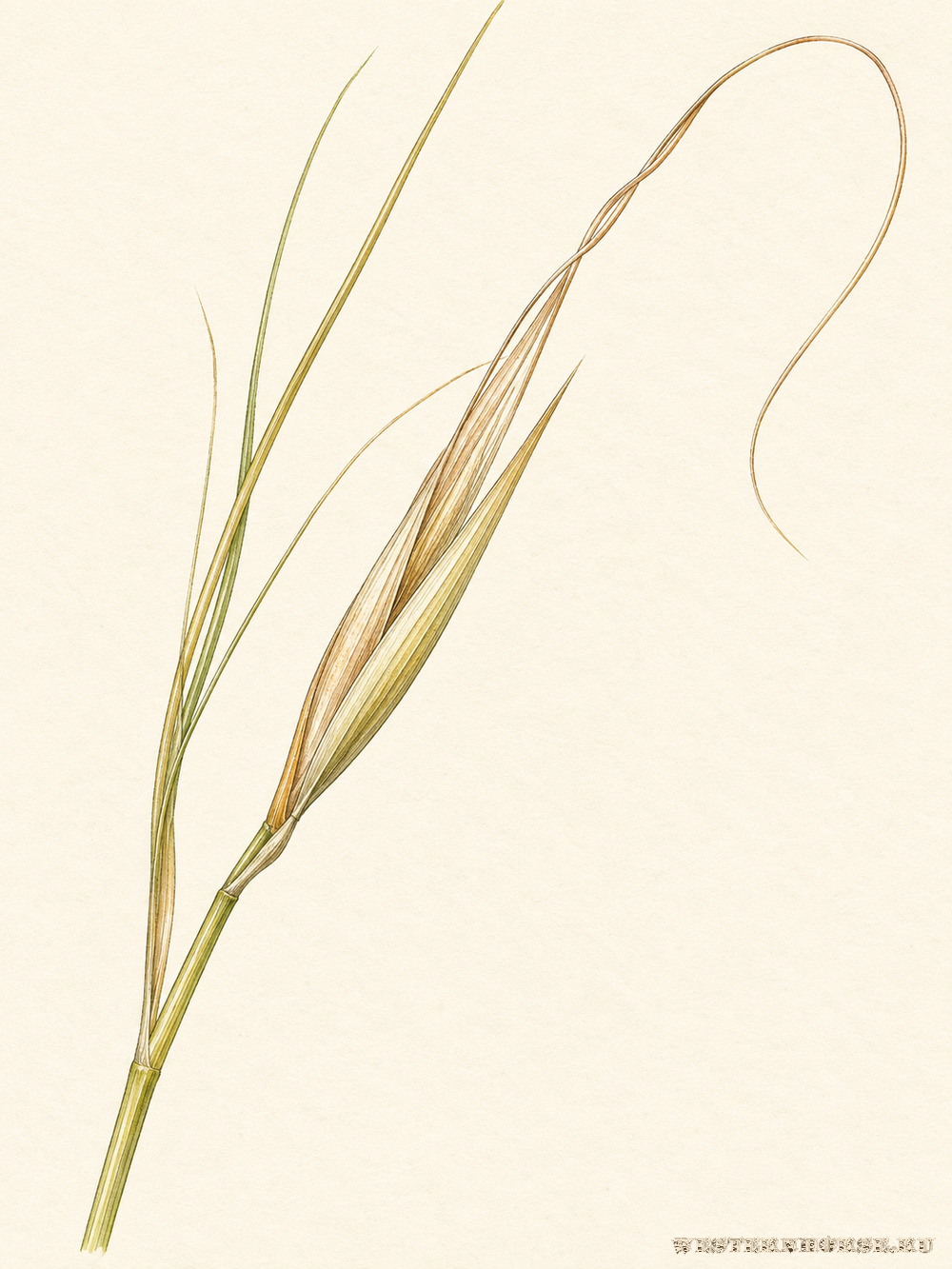 Иллюстрация: Ковыль волосатик (Stipa capillata L.) — сухой колосок и голая ость