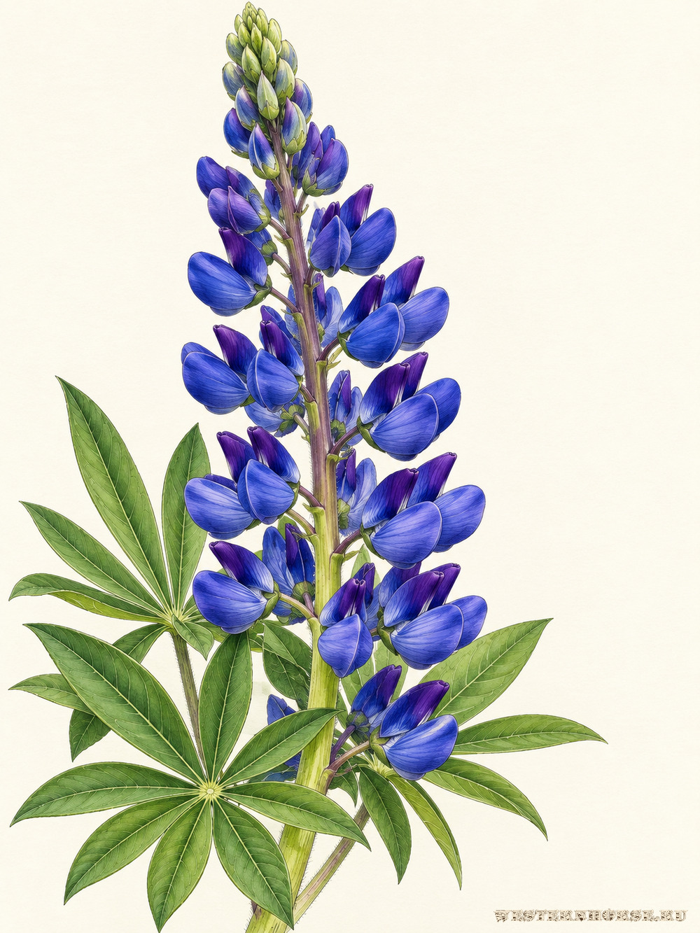 Иллюстрация: Люпин многолистный (Lupinus polyphyllus Lindl.) — сине-фиолетовые цветки