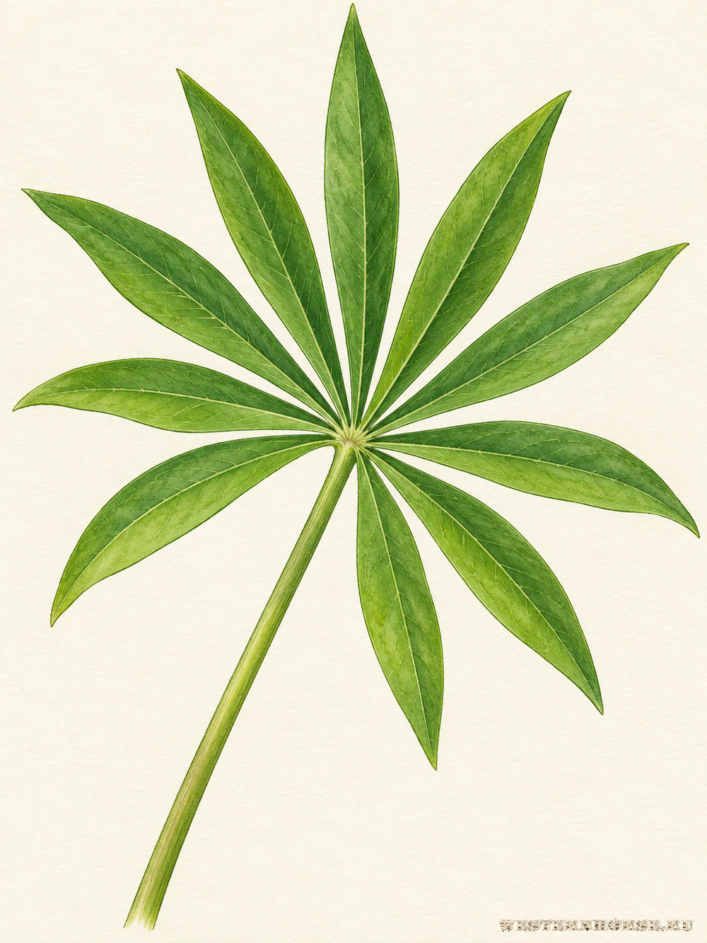 Иллюстрация: Люпин многолистный (Lupinus polyphyllus Lindl.) — пальчатый лист