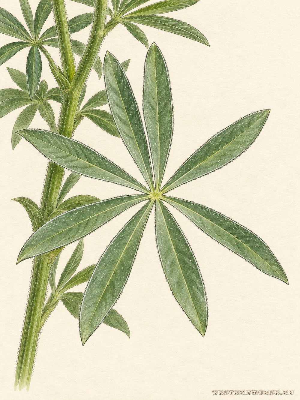 Иллюстрация: Люпин жёлтый (Lupinus luteus L.) — опушённый пальчатый лист