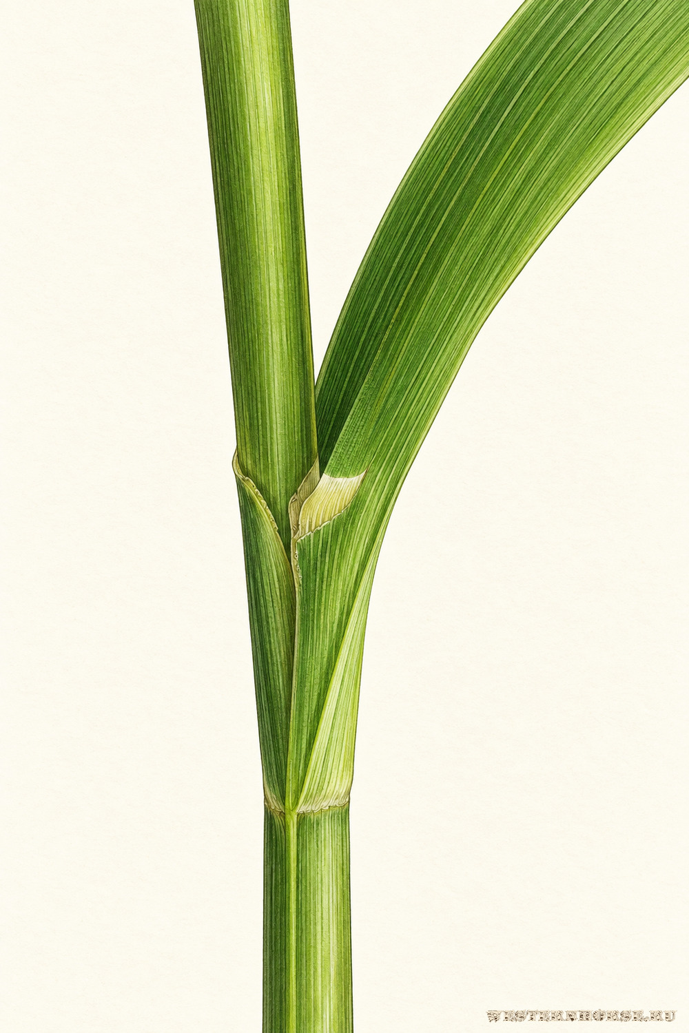 Иллюстрация: Манник большой (Glyceria maxima (Hartm.) Holmb.) — влагалище листа и язычок