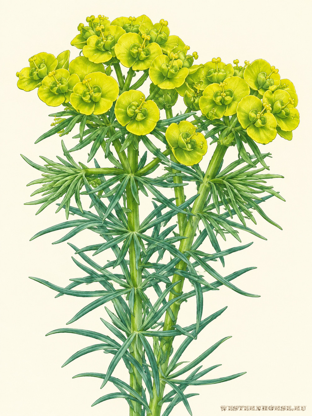Иллюстрация: Молочай кипарисовый (Euphorbia cyparissias) — соцветие и узкие листья