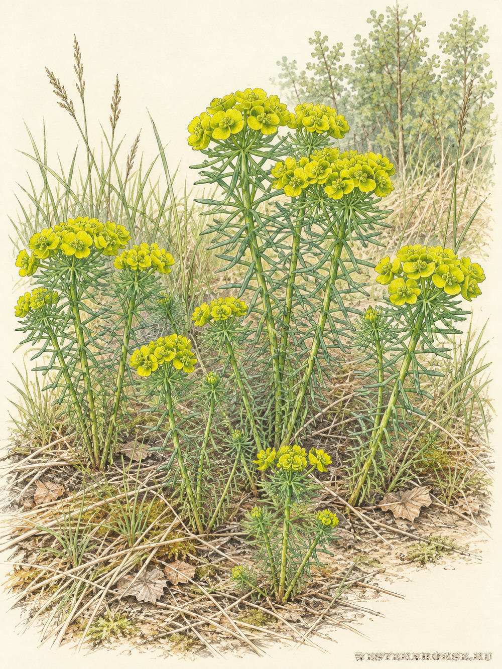 Иллюстрация: Молочай кипарисовый (Euphorbia cyparissias) — невысокая куртина