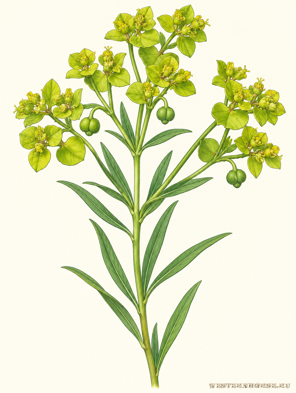 Иллюстрация: Молочай прутьевидный (Euphorbia virgata; синоним Euphorbia waldsteinii) — соцветие крупным планом