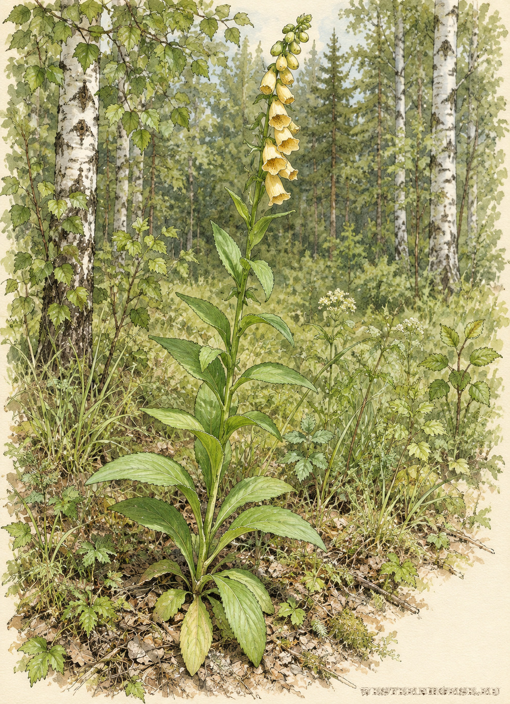 Иллюстрация: Наперстянка крупноцветковая (Digitalis grandiflora Mill.) — растение в светлом лесу
