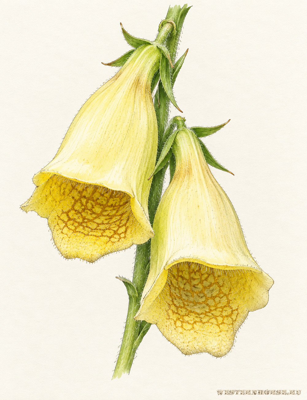 Иллюстрация: Наперстянка крупноцветковая (Digitalis grandiflora Mill.) — жёлтые цветки крупным планом