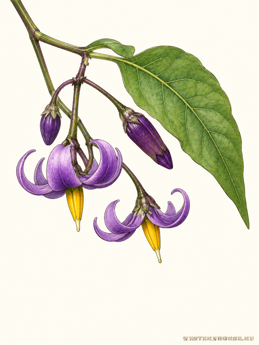 Иллюстрация: Паслён сладко-горький (Solanum dulcamara L.) — цветки