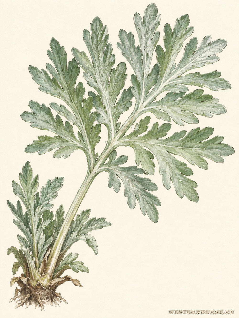Иллюстрация: Полынь горькая (Artemisia absinthium L.) — нижний лист