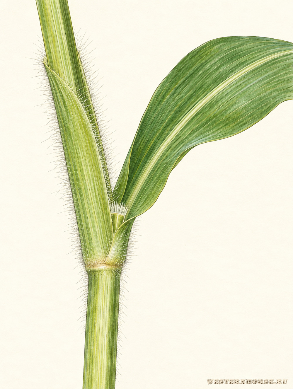 Иллюстрация: Просо посевное (Panicum miliaceum L.) — лист и опушённое влагалище