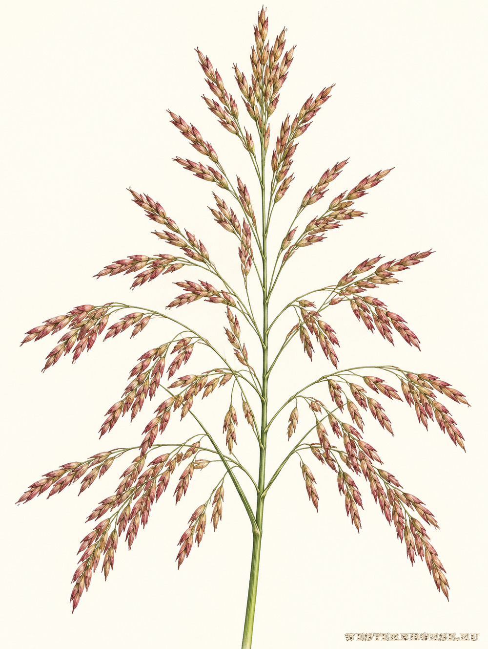 Иллюстрация: Гумай, сорго алеппское (Sorghum halepense (L.) Pers.) — метёлка при созревании