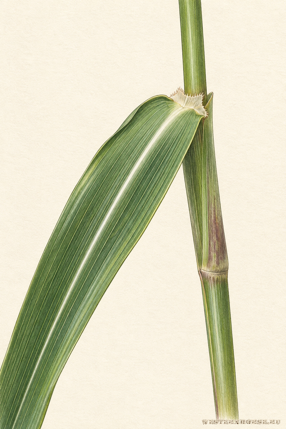 Иллюстрация: Гумай, сорго алеппское (Sorghum halepense (L.) Pers.) — лист и язычок у влагалища