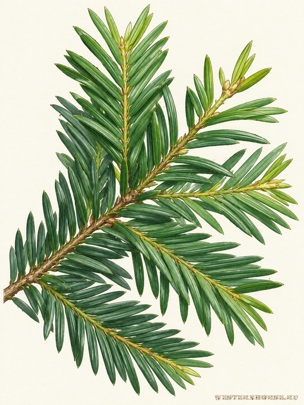 Иллюстрация: Тис ягодный (Taxus baccata L.) — ветвь с молодыми побегами