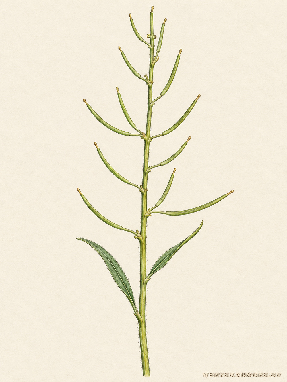 Иллюстрация: Желтушник левкойный (Erysimum cheiranthoides L.) — побег с узкими стручками