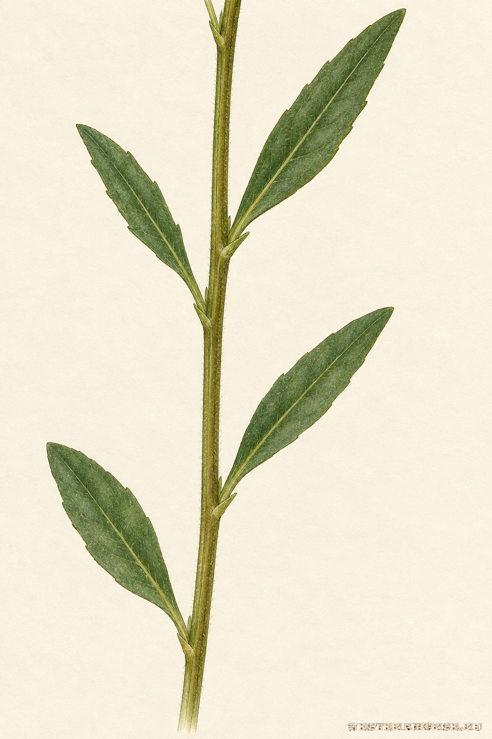 Иллюстрация: Желтушник левкойный (Erysimum cheiranthoides L.) — листья и стебель