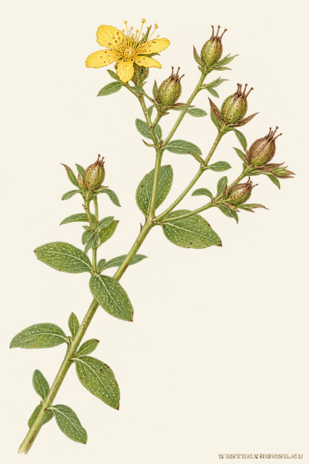 Иллюстрация: Зверобой продырявленный (Hypericum perforatum L.) — побег в конце цветения