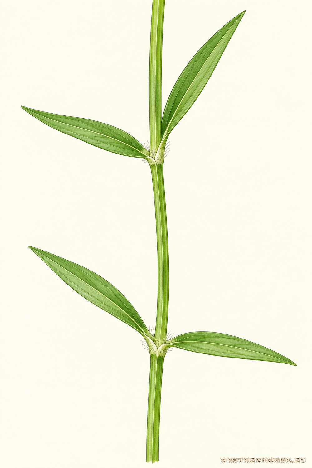 Иллюстрация: Звездчатка злаковая (Stellaria graminea L.) — супротивные листья и стебель