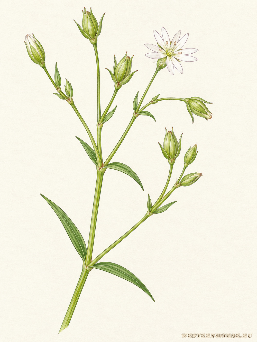 Иллюстрация: Звездчатка злаковая (Stellaria graminea L.) — веточка с зелёными коробочками