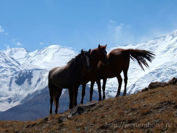 Фото сделано нами. Kirghiz horse