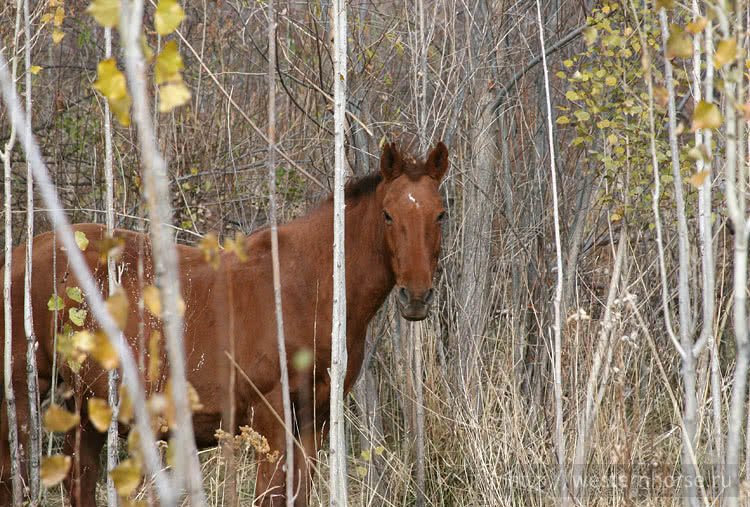 Фото сделано нами. Киргизская лошадь