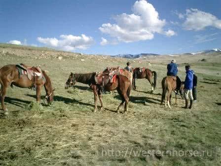 Фото сделано нами. Киргизская лошадь