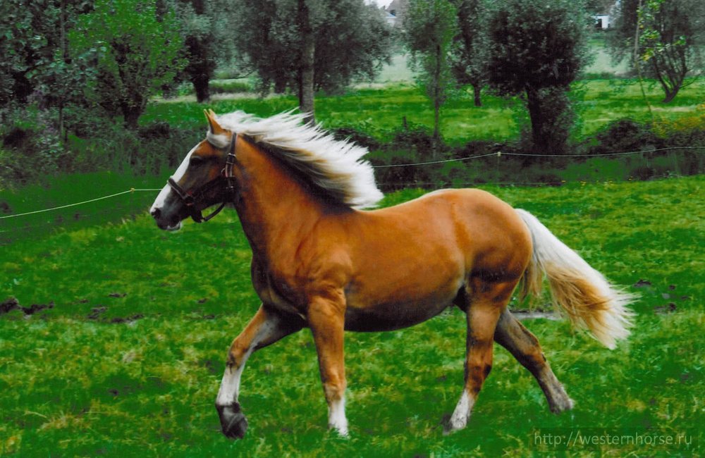 Фото сделано нами. Старая фламандская лошадь - профиль