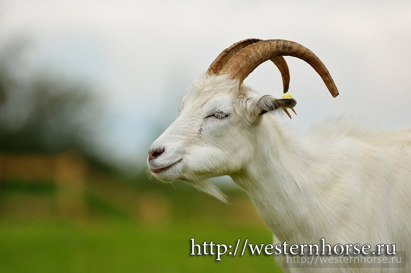 Фото сделано нами. goats1
