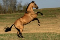 http://westernhorse.ru/images/porody/Ahaltekinec/small10448.jpg